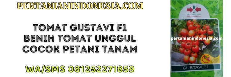 tomat,gustavi,f1,petani,bercocok tanam